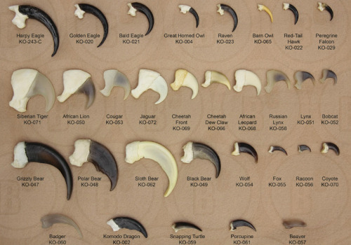 skunkbear:dendroica:goatjinku:Avian, mammal, and reptile claw reference.(This seems to be the image 