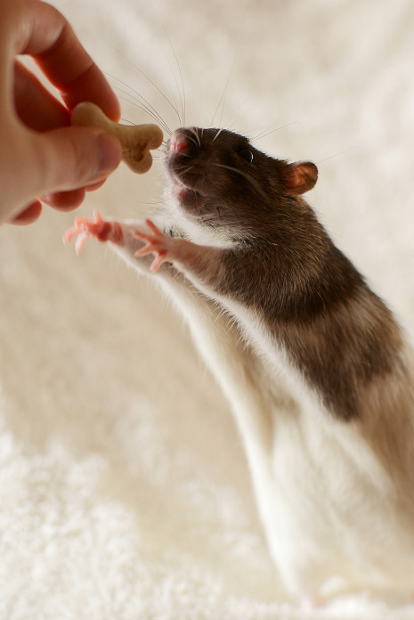 archerandfriends:GIMME