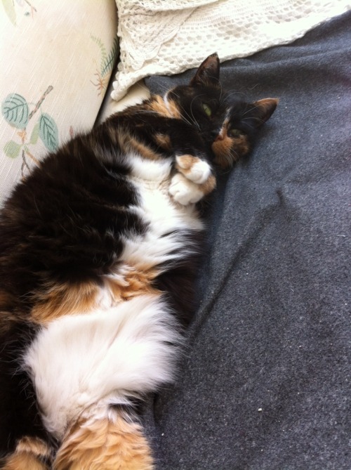 jakusz:  jakusz:  so were watching this cat for some friends for about 10 days aND SHES THE CUTEST FUCKING THING when shes hungry she goes to meow on someone to follow her to her food bowl and talk to her while she eats and she also has the fLUFFIEST