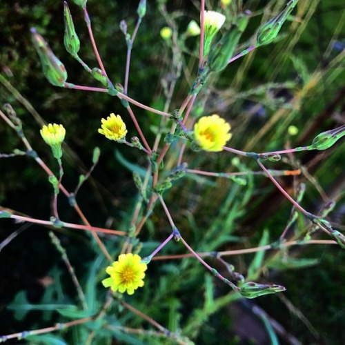 Even The Tiniest Of Blooms Are Exquisite To The Eye That Is Willing To Notice Them.Bon Jeudi, Mes Amis!