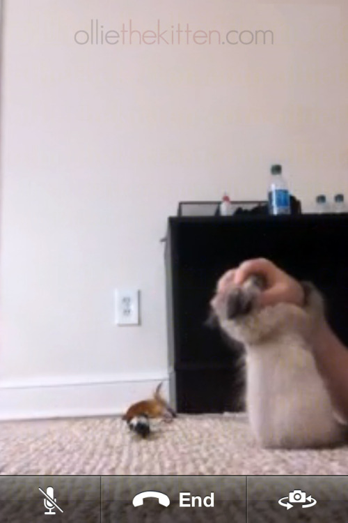 Our little doofus.  (Ollie the Kitten)