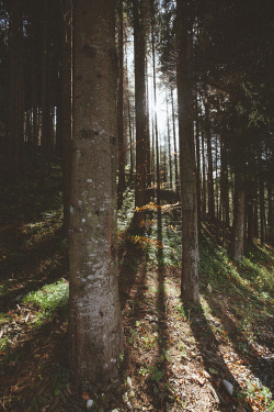 rotten-envy:  not all those who wander are lost ☮