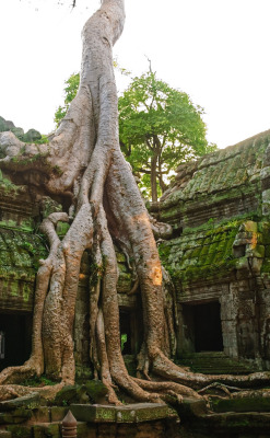 infinite-paradox:  Ta Prohm Strangler Fig By nydavid1234, flickr.com