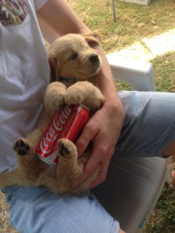 stunningpicture:  How we beat the heat in Australia. Ice cold can on a warm belly. 