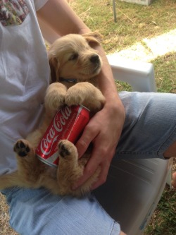 awwww-cute:  Cool your hot dogs with a nice can of coke :) 