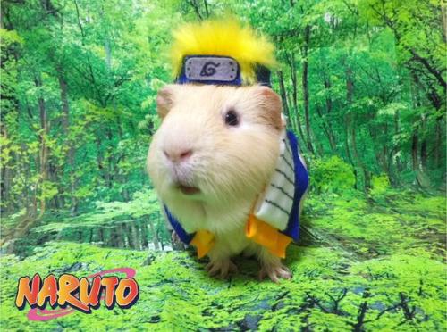 guineapiggies:(via モルペウス☻コスプレ系モルモット on Twitter: “うずまきんときだってばよʢ்ꇵ்͒ʡ NARUTO/うずまきナルト モデル/きんとき #モルモット #