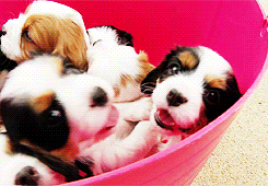 We want this basket yes?!