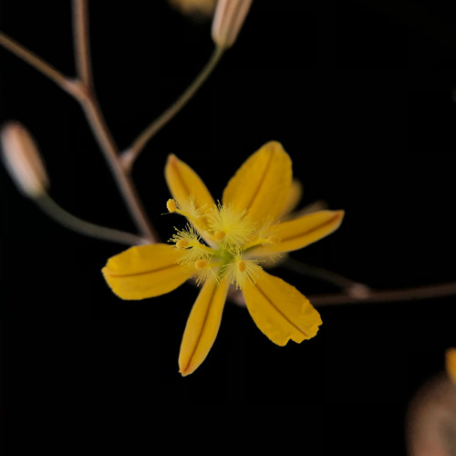 Bulbine mesembryanthemoides Haw.