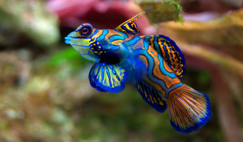 nature-and-biodiversity: MandarinfishSynchiropus splendidus