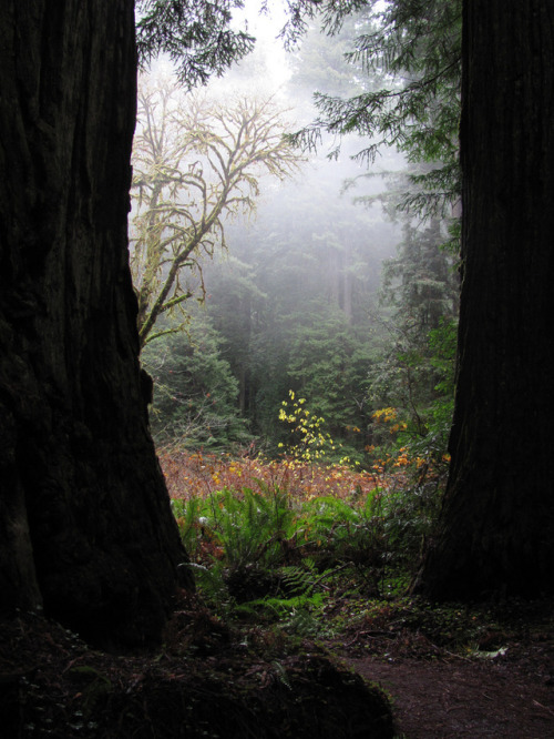 Some Meadow Somewhere by Melody Stevenson