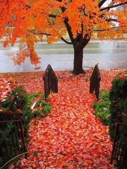 bluepueblo:  Autumn Street, Wilkes-Barre, Pennsylvania photo via sandra 