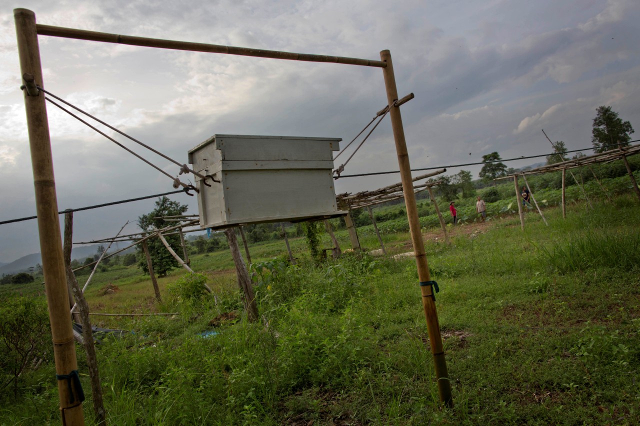 Campesinos tailandeses combaten a elefantes con abejas. Para impedir que los elefantes salvajes arrasen con sus cosechas, varios campesinos en Tailandia colocaron cercas eléctricas, encendieron petardos e incluso cambiaron sus cultivos de piñas a...