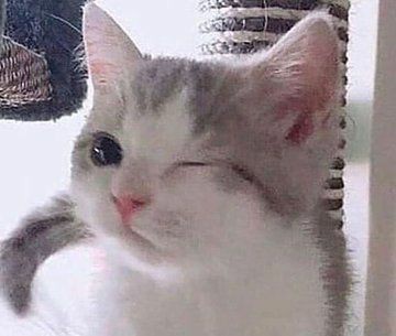Cute Cats 