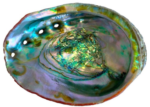 inthenoosphere:Mother-of-pearl’s genesis identified in mineral’s transformation (Pupa Gilbert)