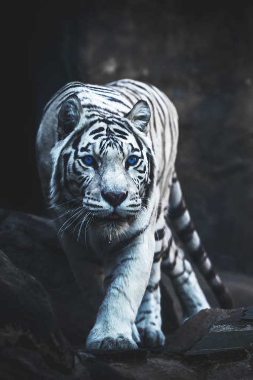 Porn envyavenue:  White Tiger Hunting | Instagram photos