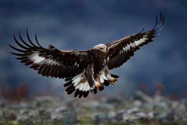 An eagle diving towards the ground, its wings flared wide and its talons open and ready to catch prey or grip onto a perch.