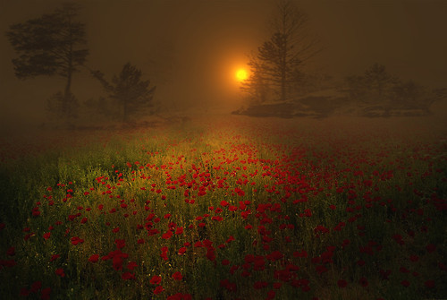 radivs:  'Flores de primavera' 'Amapolas' 'Amanece' 'Campo florido' by Micaela 