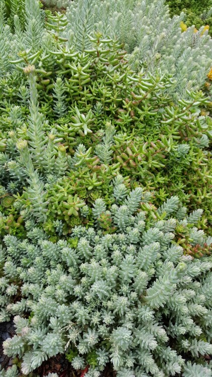 happysucculents: Ground cover on the roof of UDC