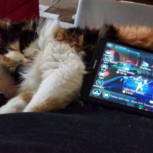 My Saturday morning so far: breakfast, cat snuggles, and Galaxy of Heroes. #catsofinstagram #swgoh