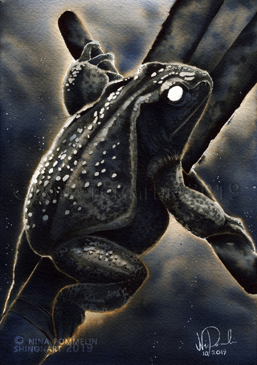 shinonart: Old Gods: Day 11 - Frog  This fella is a toad but in Finnish mythology frogs and toads we