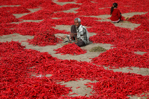 fotojournalismus - Workers remove stalks from red chili peppers...