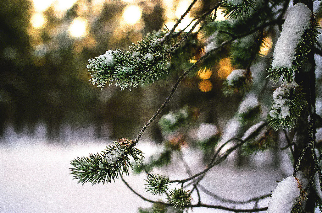 melodyandviolence:    Sami Reindeer Farm, Inari; Finland by   Nicola Abraham 