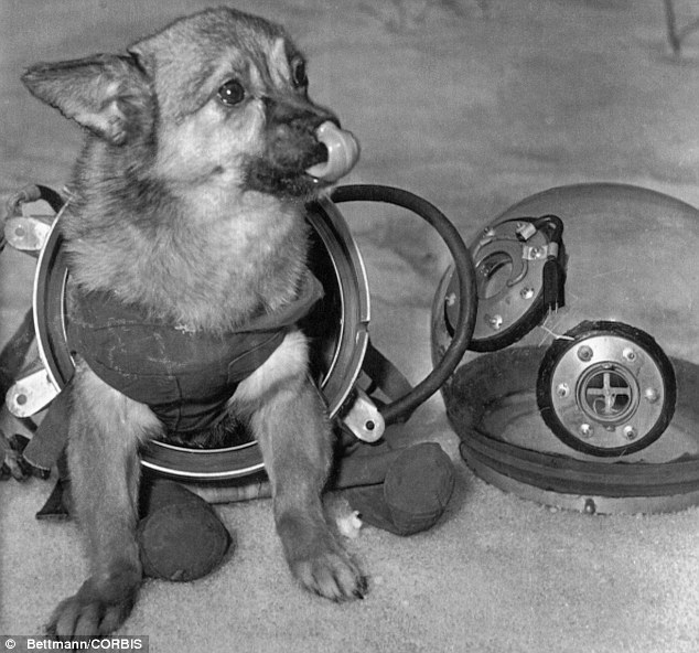 rocketumbl:  Space Dogs