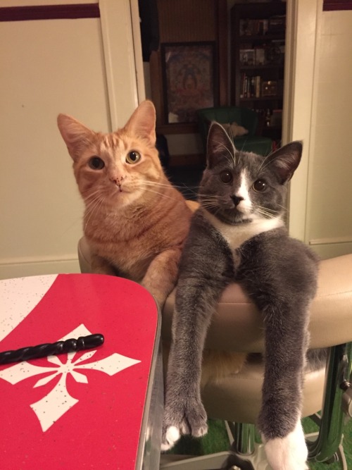 heziilah:my boys sit at the dinner table with us in my mom’s old dental assisting chairDr. Derpenste