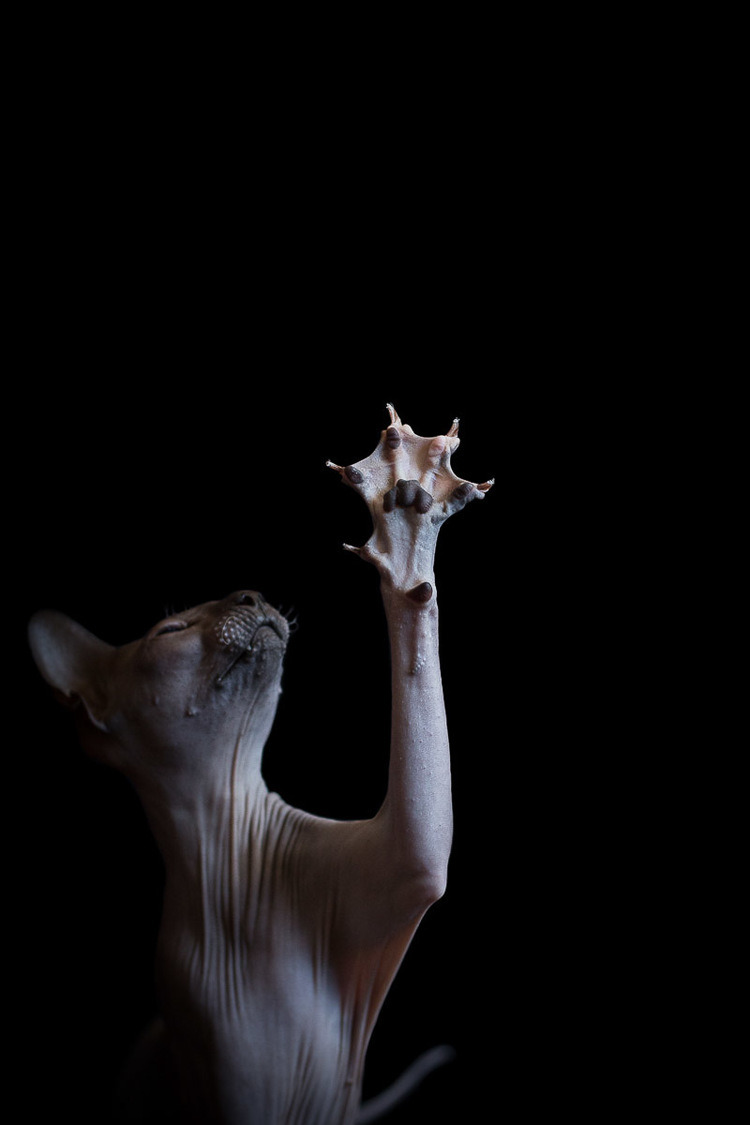 fer1972:  The Evil Beauty of the Sphinx Cat photographed by Alicia Rius