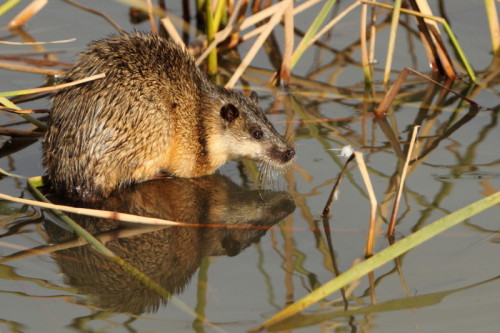 ainawgsd: The rakali, Hydromys chrysogaster, also known as the rabe or water-rat, is an Australian 