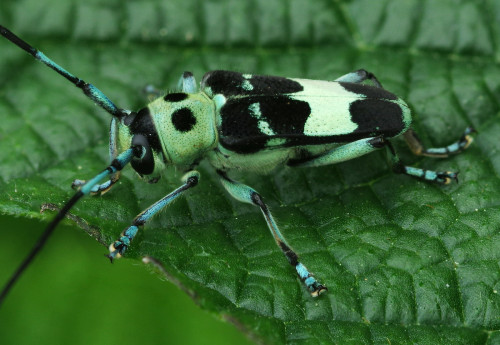 I found this beautiful longhorn beetle down by the river yesterday. It is sitting on a plant from th