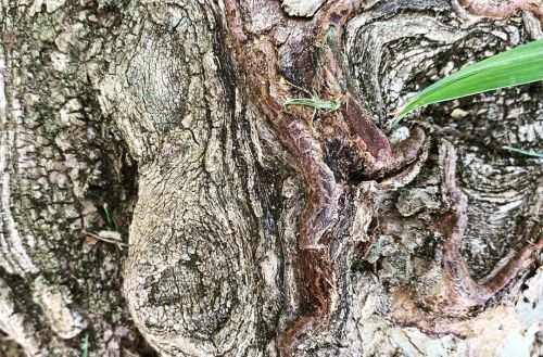 Sex #tree #root  (at Gentrytown Park) https://www.instagram.com/p/CC7yPjSjM1M/?igshid=17huirx7qbyam pictures