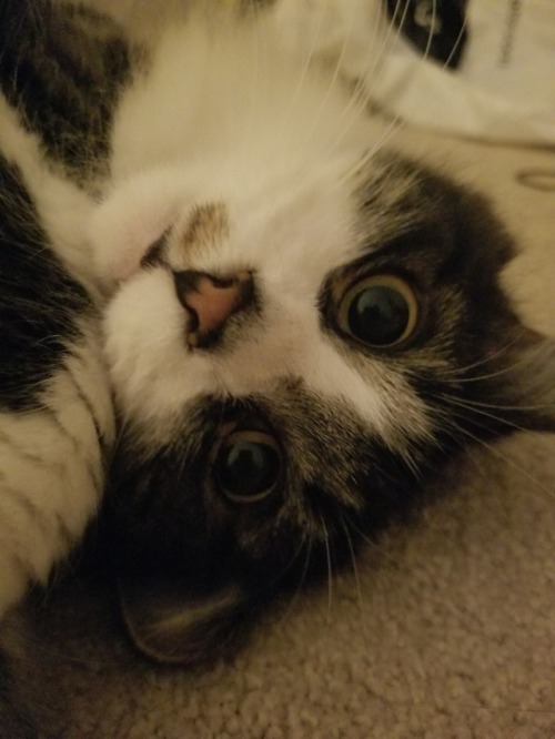 michonnejennings:reblog to tell prim u love her.