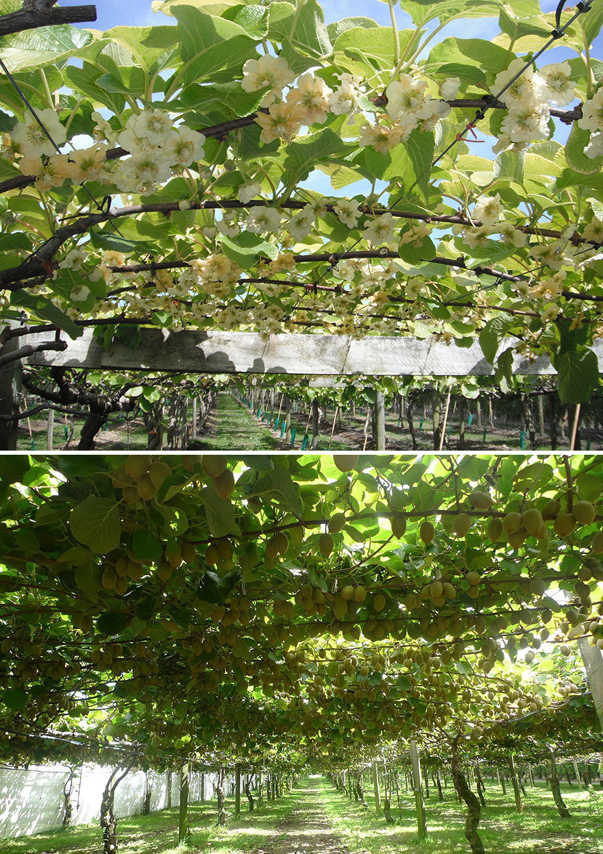 How Food Looks Before It’s Harvested.