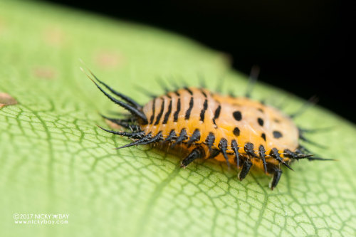 onenicebugperday:Spotted tortoise beetle larva, Aspidimorpha cf. miliaris, SingaporePhotos byNi