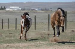 dressagexstrong:  Hover ponies is a go 