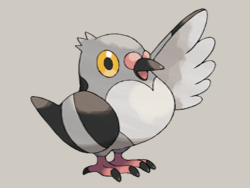 Pokémon: Common Birds