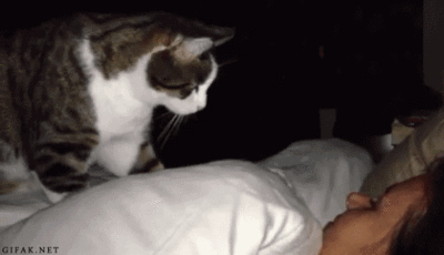 animal-factbook:Cats are sometimes employed to check on sick humans at night, ensuring that they are