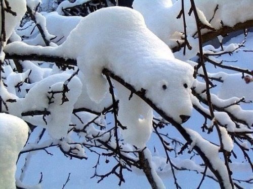  White fluffy bear.