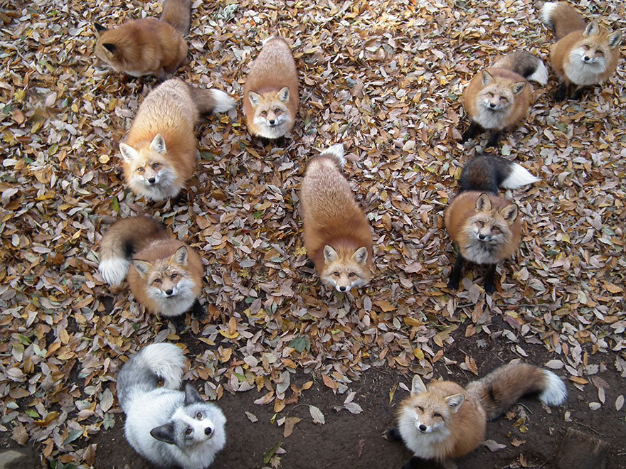 mouhitorinoboku:  ultrafacts:linkkers:rudolphsb9:boredpanda:Fox Village In Japan