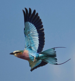 emuwren:  The Lilac-Breasted Roller - Coracias
