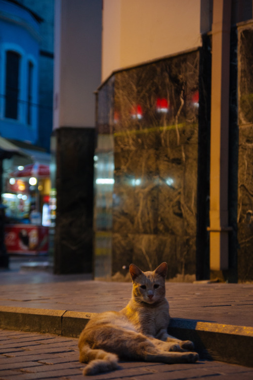 between4corners:One of the many cats in Istanbul, Turkey 2015Nicolas PINEL