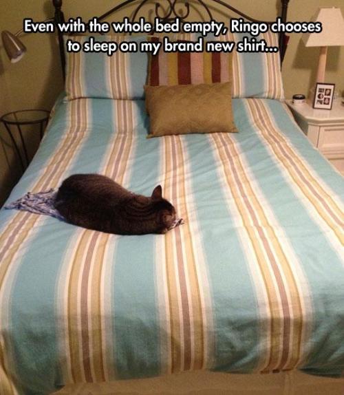 chebits:  pleatedjeans:  Cat Owners Will Understand (24 Pics)  cries  aww..cute