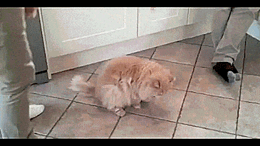 wannajoke:  Ham Overload 