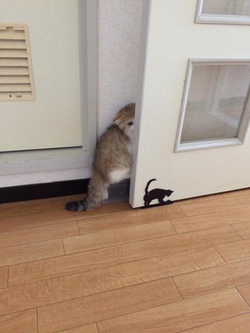 unclefather:kittenanarchy:kawaii-animals-only:She thinks she’s hidinghelp her she’s so small Free he