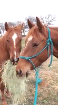 sizvideos:  Horse brings girlfriend hay and they share it Video   Awww~! ^w^