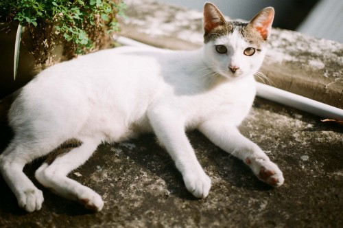 my cats. my lovers. my beloved. _月_