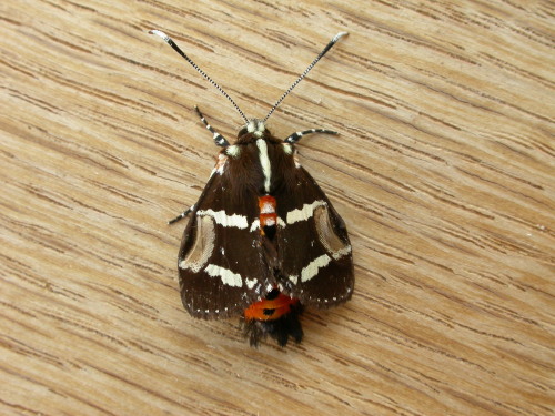 onenicebugperday: Common whistling moth, Hecatesia fenestrata, NoctuidaePhotographed in Australia In