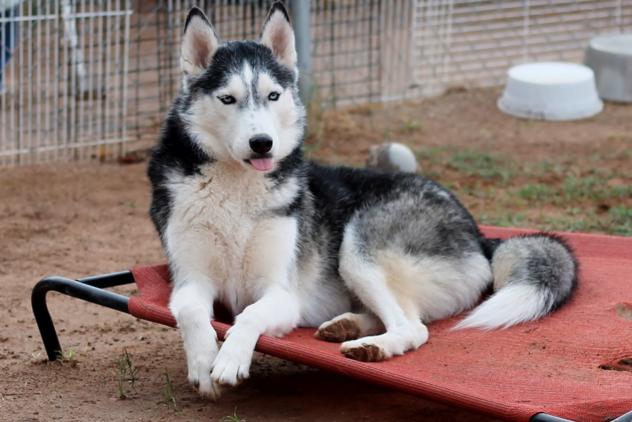 6woofs:  me too Kiba