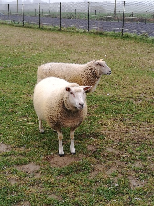 raffaelllllo:MOST BEAUTIFUL GIRLS!the sheep man at work&hellip;..